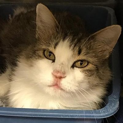 Bexar — Bryan Animal Center